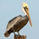 Picture of a pelican standing